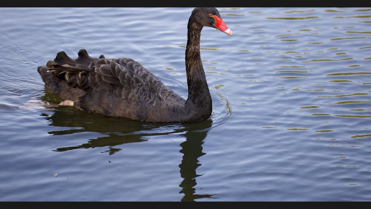 Black Swan Events: How to Prepare for Market Shocks