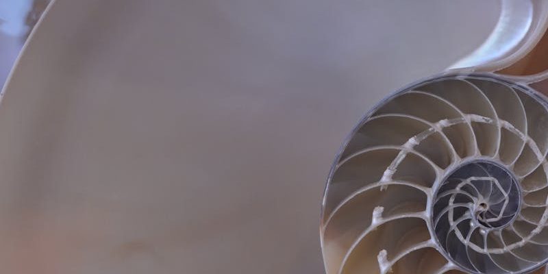 Fibonacci Calculator - Where Are the Key Price Levels?